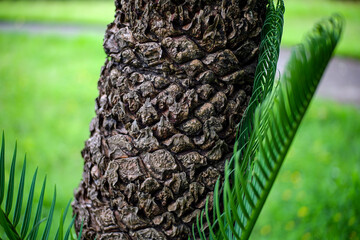 Close-up of a textured palm tree trunk with bright green fronds in a sunny park.