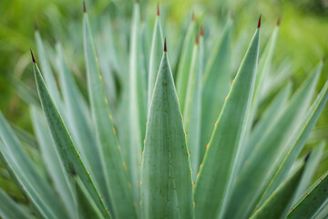 Close up of Agave plants in the garden making tequila industry tequila concept. Detailed close up of vibrant green agave plants leaves, showcasing their unique spiky textures and natural patterns