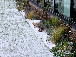 prairie beds in november when grasses and dry perennials are ornamental with their texture and...