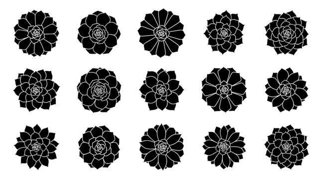 Succulent silhouette collection. Shapes created with high quality. Rosette plant forms shown in clear geometric petals and balanced symmetry