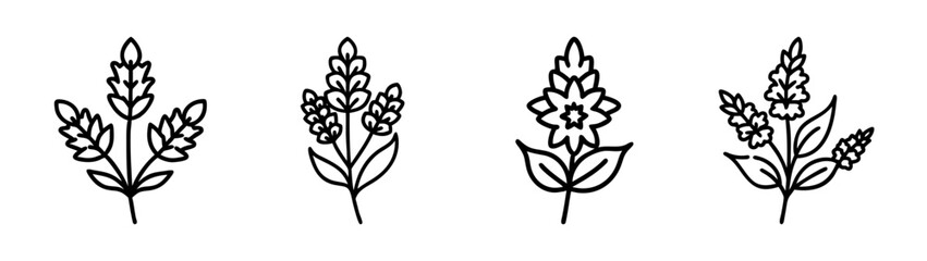 Lavender flower vector drawing set, floral line art illustration for design and decoration use
