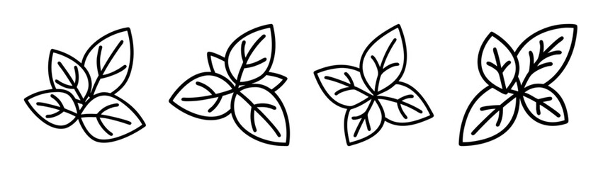 Vector illustration of basil leaves fresh herbs for cooking italian food ingredient aromatic spice plant 
