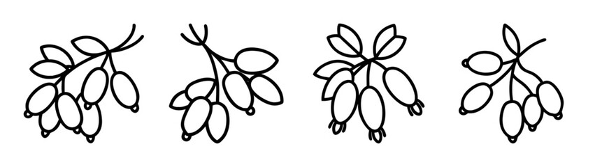 Hand drawn barberry branch vector illustration, barberry drawing, barberry clip art, barberry icon