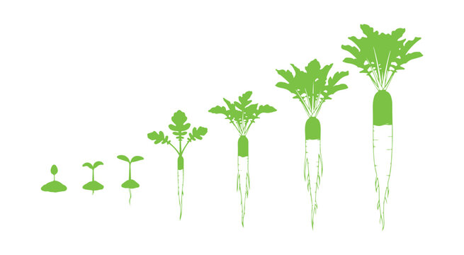 Stages of daikon growth. Planting long white winter radishes. Life cycle of daikon. Vector illustration on a white background. Raphanus sativus variety.