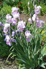 Mauve flowers of Iris germanica in mid May