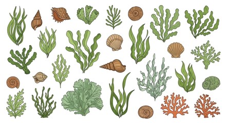 Hand-drawn illustration of various sea plants and shells isolated on a white background