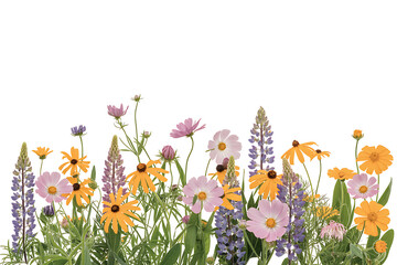 Wildflower Meadow Border With White Background flowers