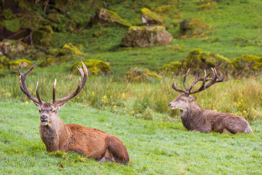 Pareja de ciervos machos descansando en una pradera verde