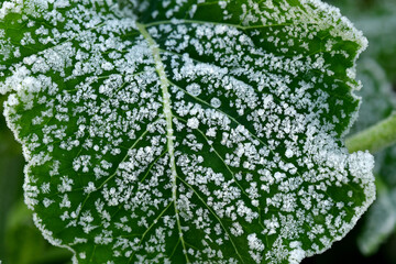 hoarfrost on a cabbage leaf in winter