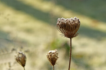 hoarfrost on wild carrots in winter