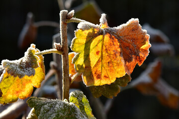 hoarfrost on a leaf in winter