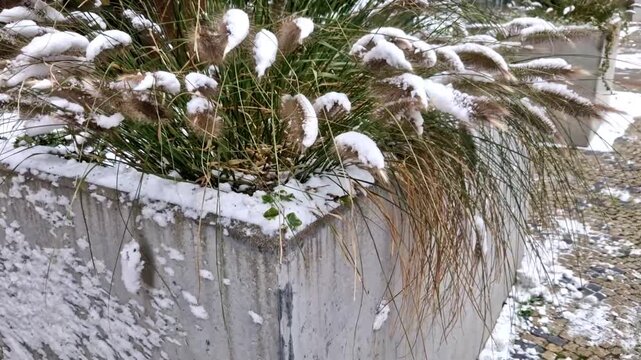 two gray flower pots at the parkting on the terrace with an artificial  reminiscent of a lawn. in a pot there are grases and purple flowers. spa park near the restaurant