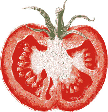 Tomato cross section sketch, hand drawn botanical style showing seeds and internal structure. Vector illustration