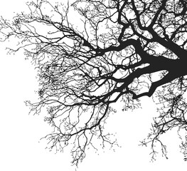 Bare tree branches sketch, hand drawn silhouette on white background. Vector illustration