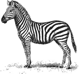 Naklejka premium Zebra sketch hand drawn side view with detailed stripes and grass. Vector illustration