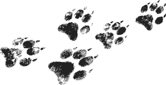 Dog paw prints sketch, hand drawn animal tracks in diagonal walking pattern. Vector illustration