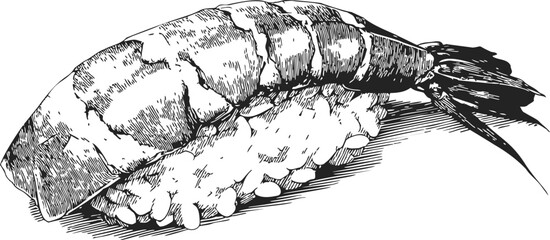Shrimp sushi hand drawn sketch, detailed nigiri with rice and shrimp topping. Vector illustration
