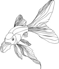 Goldfish sketch hand drawn with flowing fins and detailed line art. Vector illustration