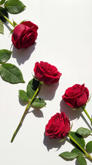 Red roses arranged in soft natural light on a clean minimalist background.