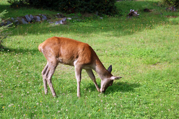 Roe deer grazing in the early evening in Tatranska Lomnica, High Tatras, Slovakia.