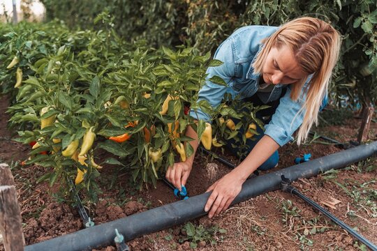 Farmer adjusting drip irrigation system in pepper field