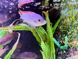 Cichlids are a family of fish that are very popular in aquariums.