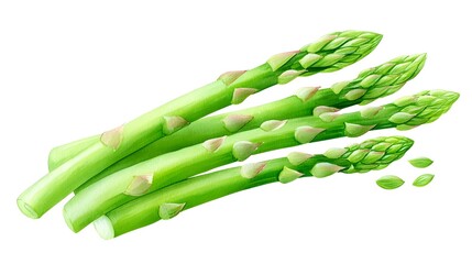 Watercolor illust n of fresh raw green asparagus spears showcasing their vibrant color and crisp texture arranged elegantly on a plain white backdrop