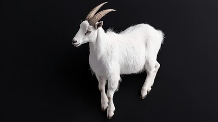 A full-body shot of a white mountain goat standing on a black background. The goat is facing left, looking slightly upwards, with its horns curved upwards. The