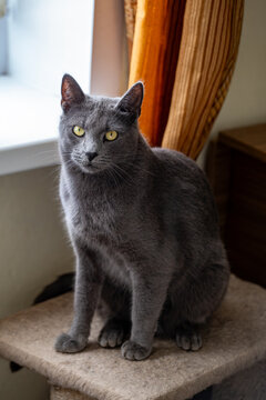 A sleek grey cat with striking yellow eyes sits regally on a beige cat tree. The feline poses near a window with orange curtains in the background, creating a cozy and natural home environment.