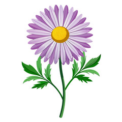 erigeron acer flower on white background