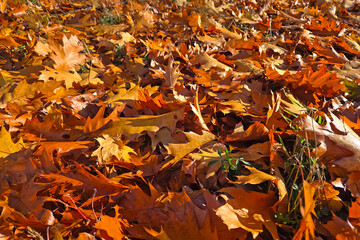 Autumn Foliage Carpet with Vibrant Orange and Brown Leaves for Seasonal Designs