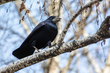blackbird on a branch