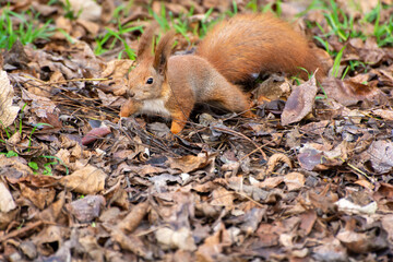 squirrel in the forest