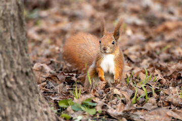 squirrel in the forest