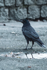 crow on the ground