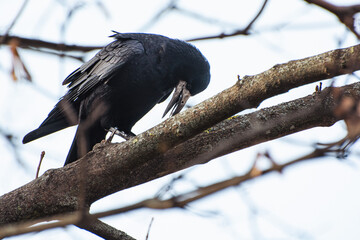 crow on a branch
