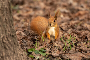 squirrel on the ground