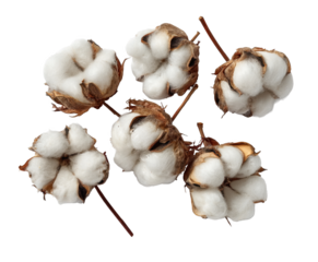 Close-Up View of Cotton Bolls Showcasing Their Soft, White Fibers and Natural Structure isolated on transparent background