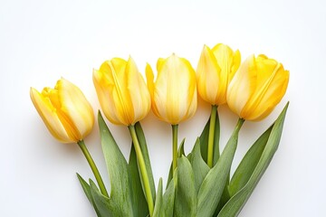 A vibrant bouquet of yellow tulips, their petals unfurling in a cascade of color against a stark white background.