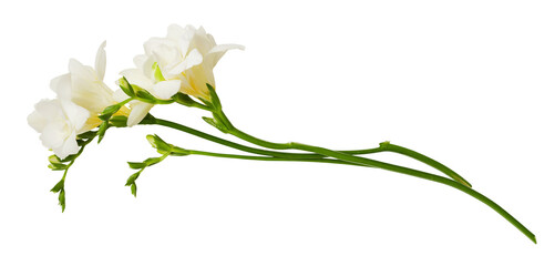 Twigs of white freesia flowers isolated on white or transparent background