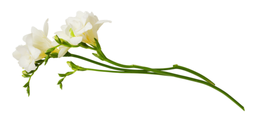Twigs of white freesia flowers isolated on white or transparent background