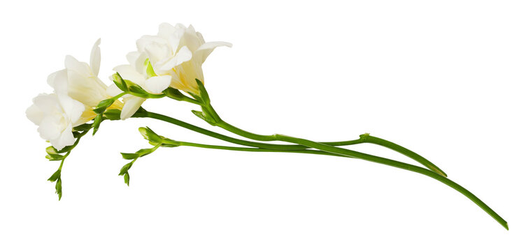 Twigs of white freesia flowers isolated on white or transparent background