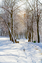 Sunny winter day in the park. The path, trees and benches are covered with snow. Muchowiec, Katowice, Silesia, Poland