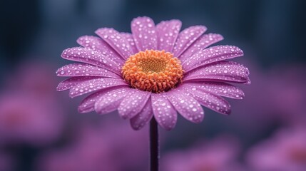 A vibrant daisy adorned with glistening water droplets is prominently featured against a softly blurred backdrop of purple flowers and lush foliage.  Evokes freshness, beauty, and nature.
