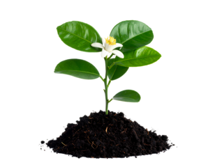 Small green seedling in white pot growing from soil, representing new life and spring growth
