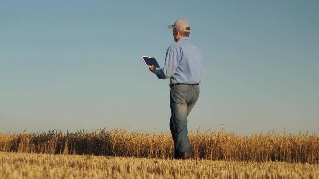 man wearing blue shirt jeans walking through field. He holding tablet hand, sustainable farming, Enhancing wheat yield with data-driven insights, Innovative farming tablet technology, Monitoring crop - Powered by Adobe