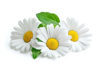 A vibrant display of white daisies with yellow centers, arranged in a loose, natural cluster on a white background.