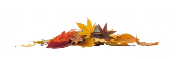 Pile of autumn leaves in red yellow and brown isolated on a transparent background