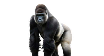 A powerful gorilla standing on transparent background
