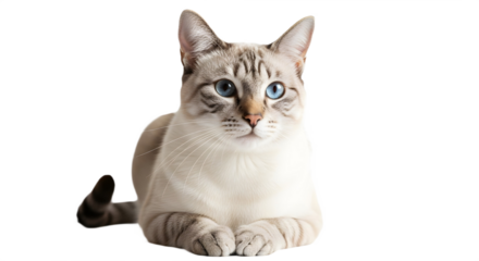 A light colored cat with blue eyes is lying down on transparent background